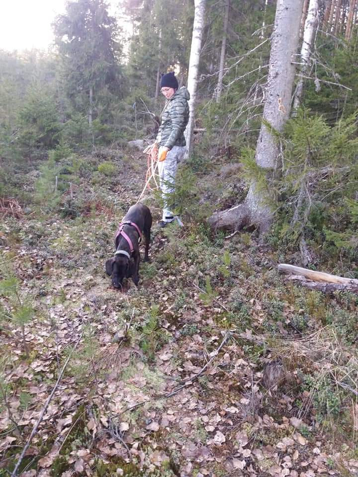 Hannoverinvihikoira on ratkaisuorientoitunut metsästyskoira